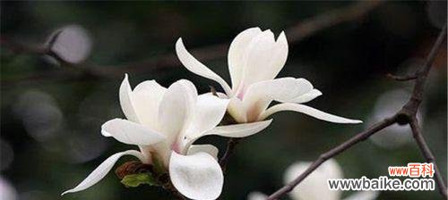 玉兰花的寓意及象征解析 玉兰花