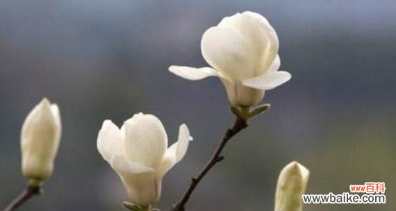 探索玉兰花的象征意义，了解它的传统文化内涵 玉兰花的花语与寓意