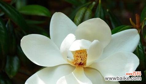 探索玉兰花的象征意义，了解它的传统文化内涵 玉兰花的花语与寓意