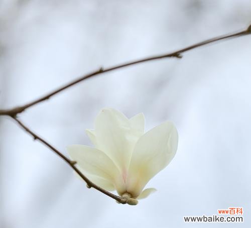 探寻玉兰花所传递的情感与内涵 玉兰花语的象征意义——美丽坚强的幸福