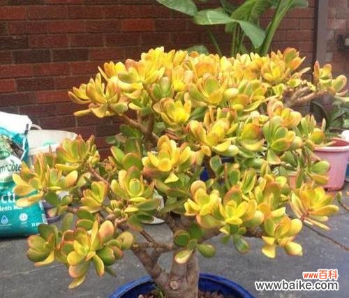 探索玉树花语的深层含义 玉树花语