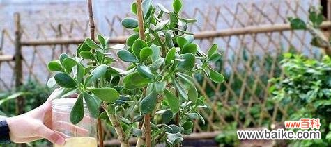 探索玉树花语的深层含义 玉树花语