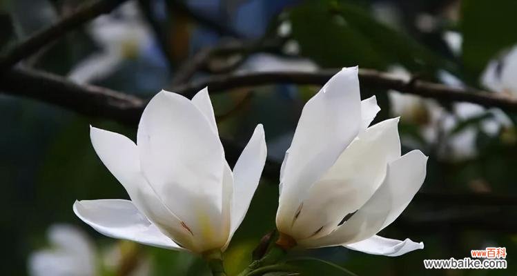 探秘玉兰树的象征意义及其在风水学中的应用 玉兰树的寓意与风水关系