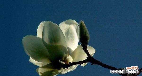 探秘玉兰树的象征意义及其在风水学中的应用 玉兰树的寓意与风水关系