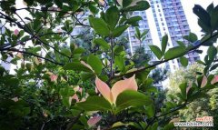 探秘玉兰树的象征意义及其在风水学中的应用 玉兰树的寓意与风水关系