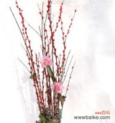 探寻银柳的神秘语言 银柳的花语与意义