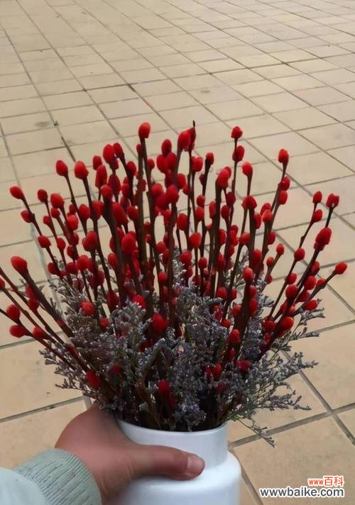 在岁月中娇柔欲滴 银柳花的寓意与象征——浪漫与富贵