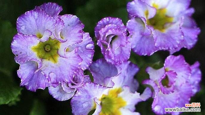 樱花草的花语及其象征意义 樱花草的花语