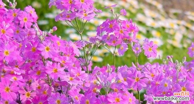 探寻樱花草的花语 樱花草花语