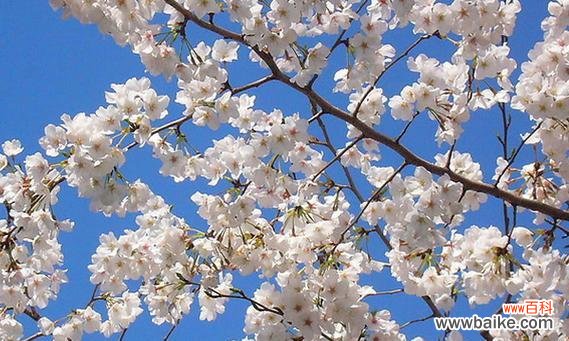 迷人的樱花 樱花的花语与传说