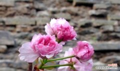 探索樱花的花语寓意及适宜赠送对象 樱花的花语与寓意