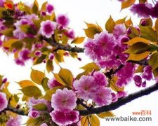 神圣之花 樱花传说的意义与故事