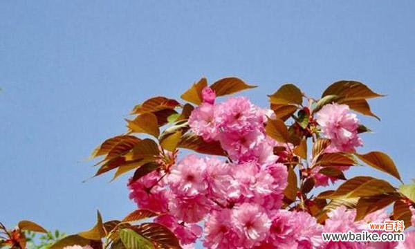 赏樱之乐与樱花文化的传承 樱花的寓意与象征意义