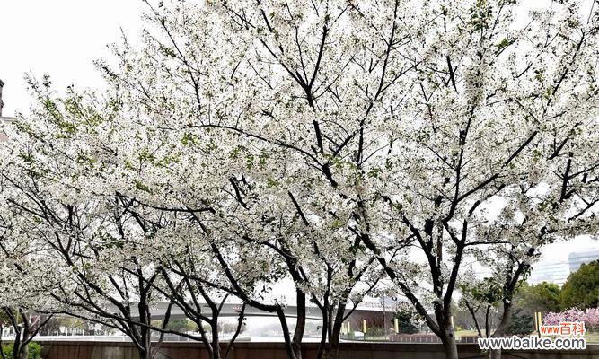 樱花花语及象征意义解读 樱花——爱与希望的象征
