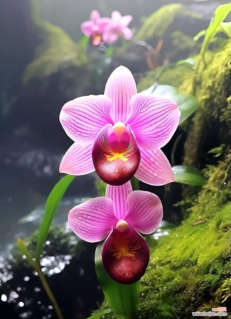 花语的理解与解读有何不同?