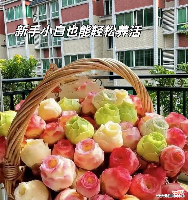 不凋谢的玫瑰的花语是什么?这种玫瑰代表什么?