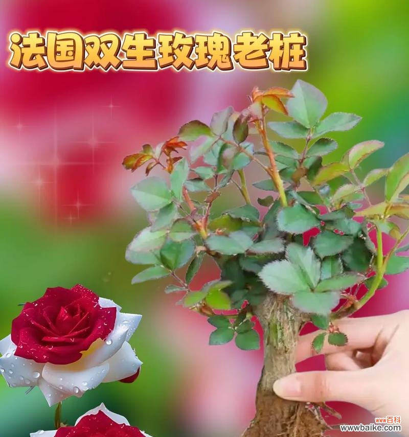 不凋谢的玫瑰的花语是什么?这种玫瑰代表什么?