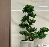 六盆水梨的花语是什么？这种植物的寓意有何不同？