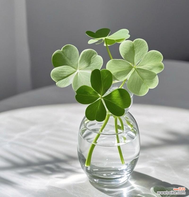 陶白白生日花语解读？生日花语有哪些含义？