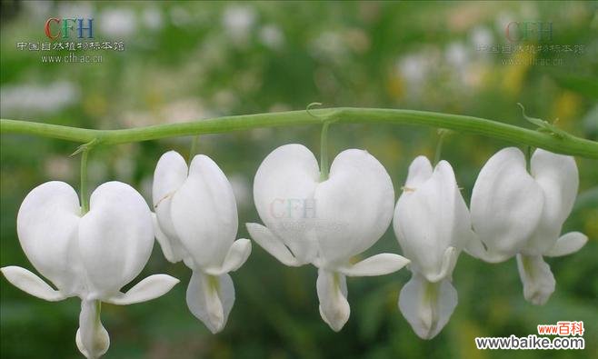 陶白白生日花语解读？生日花语有哪些含义？