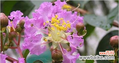 陶白白生日花语解读？生日花语有哪些含义？