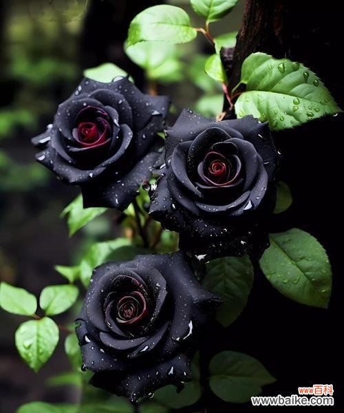 比较少见的花语是什么?它们各自代表了什么?