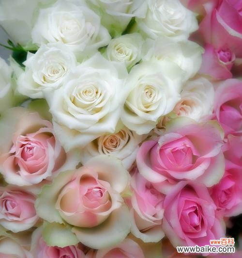 比较少见的花语是什么?它们各自代表了什么?