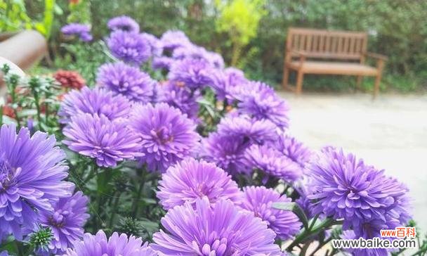 翠菊花不同颜色的花语分别是什么？