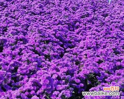 翠菊花不同颜色的花语分别是什么？