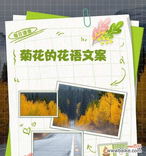 翠菊花不同颜色的花语分别是什么？