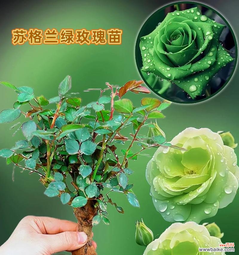 绿植的花语有何特别含义?