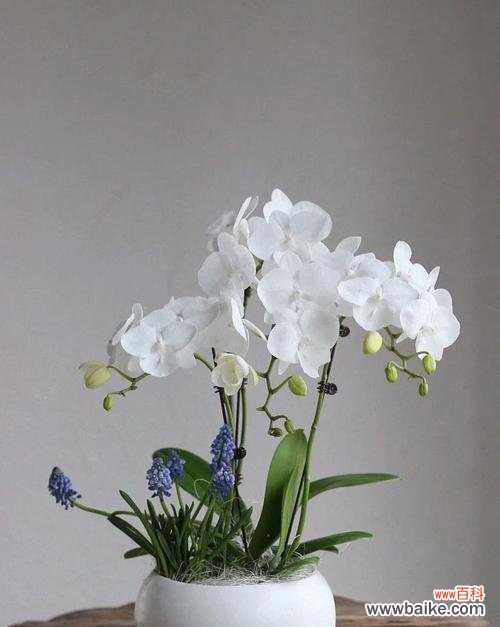 绿植的花语有何特别含义?