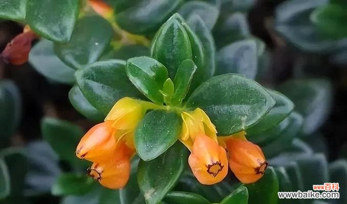 绿植的花语有何特别含义?