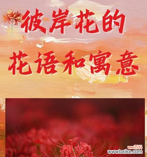 月季彼岸花语有何特别含义？