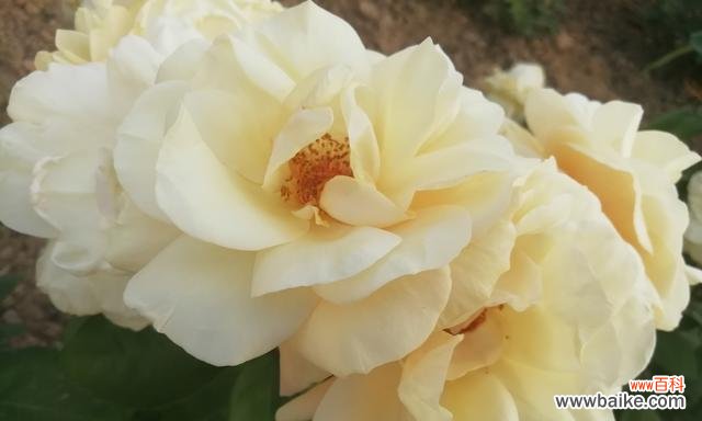 月季彼岸花语有何特别含义？