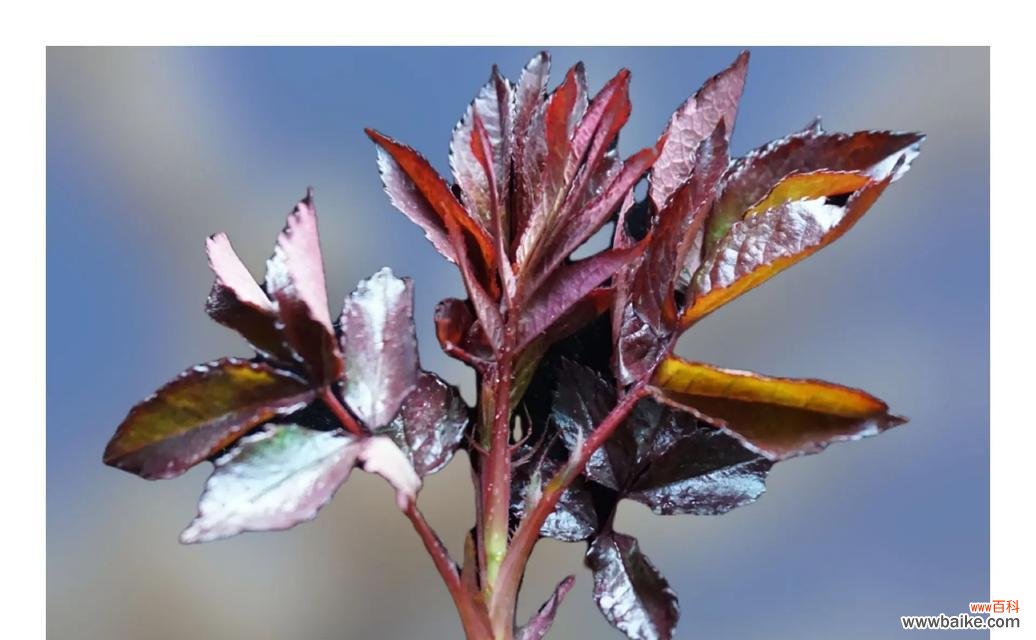 月季彼岸花语有何特别含义？