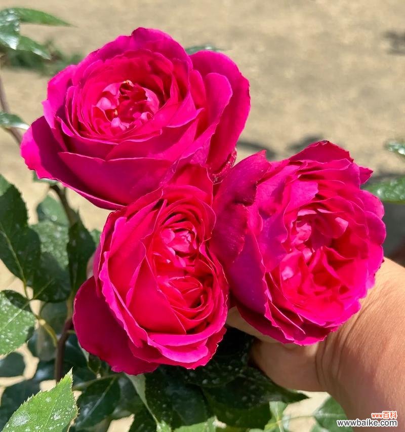 什么花的花语代表热情？哪种花象征着热烈的情感？