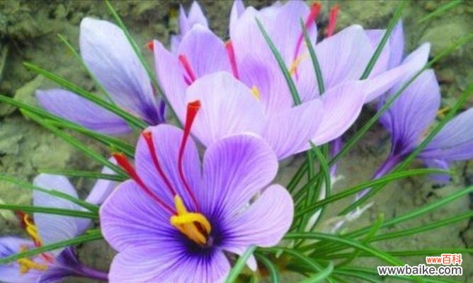 道具丝瓜的花语有何象征意义?