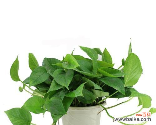 道具丝瓜的花语有何象征意义?