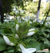 传承千年的文化珍品，华美璀璨的花语 玉簪花的寓意与象征