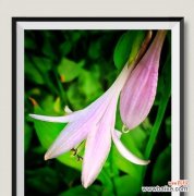 探寻玉簪花的含义，品味生活之美 以玉簪花的花语与寓意