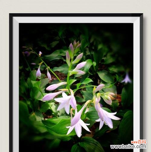 传递爱与祝福的花语之玉簪花 以玉簪花的花语——美丽与纯洁