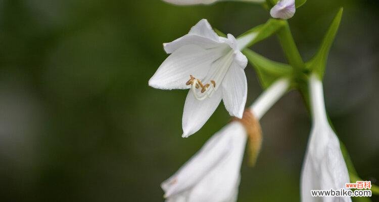 传递爱与祝福的花语之玉簪花 以玉簪花的花语——美丽与纯洁