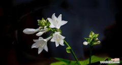 传递爱与祝福的花语之玉簪花 以玉簪花的花语——美丽与纯洁