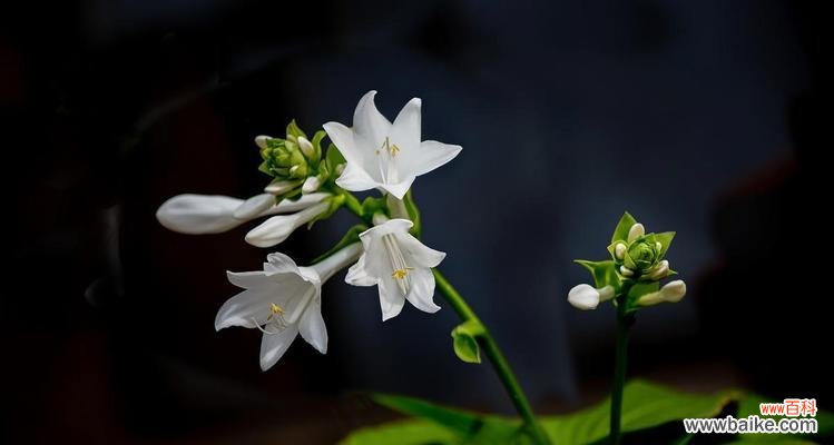 传递爱与祝福的花语之玉簪花 以玉簪花的花语——美丽与纯洁