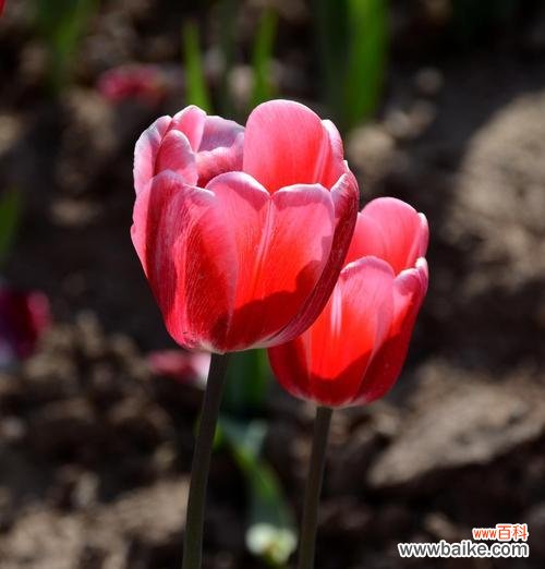 解密紫色郁金香的深层含义 紫色郁金香