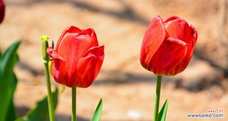 解密紫色郁金香的深层含义 紫色郁金香