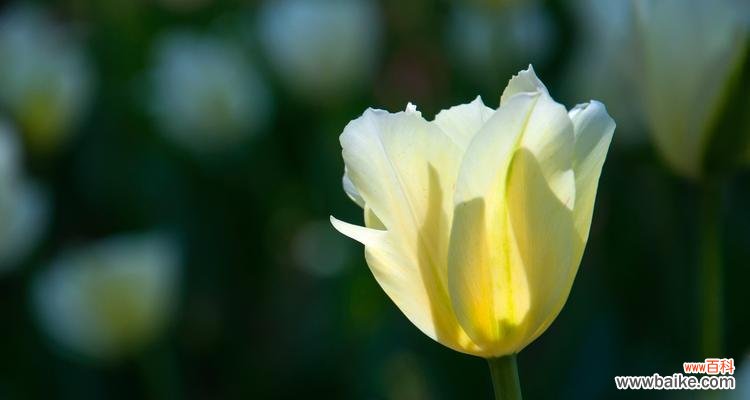 探索郁金香所代表的情感和象征意义 郁金香的花语与寓意