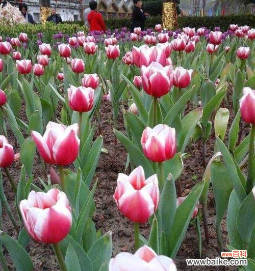 探索郁金香所代表的情感和象征意义 郁金香的花语与寓意