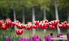 探寻郁金香的花语，传递爱与繁荣的象征 郁金香的花语及象征意义